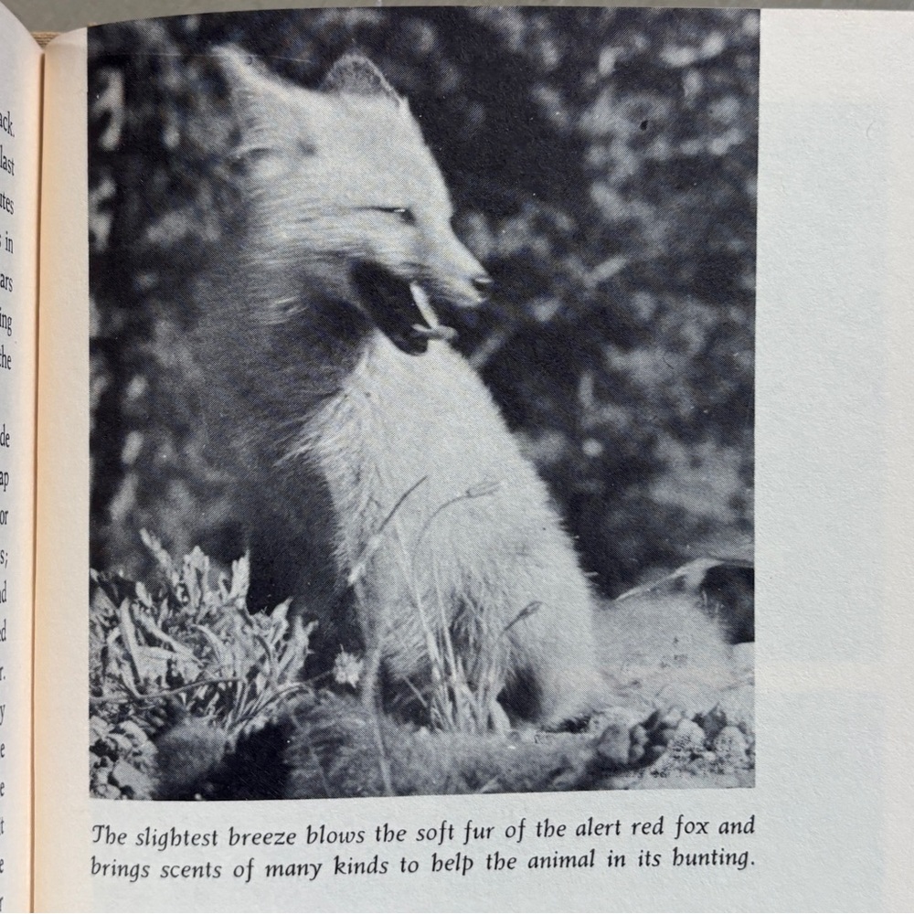 Signed 1963 The Valley Meadow Grove Stream Durham NH Oyster River New Hampshire - Picture 4 of 13